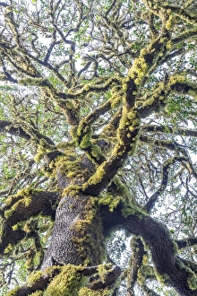 Laurel trees with mosses and lichens