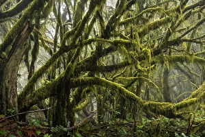 Laurel trees with mosses and lichens