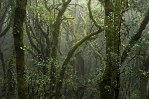 Laurel trees with mosses and lichens