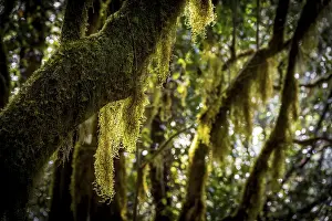 Laurel trees with mosses and lichens