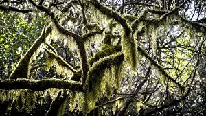 Laurel trees with mosses and lichens