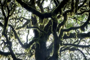 Laurel trees with mosses and lichens