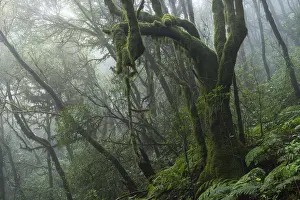 Laurel trees with mosses and lichens