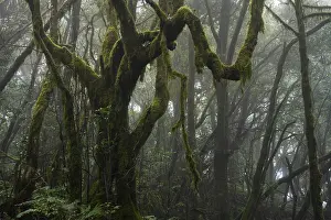 Laurel trees with mosses and lichens in the cloud forest