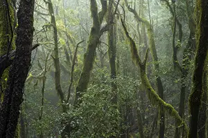 Laurel trees with mosses and lichens in the cloud forest