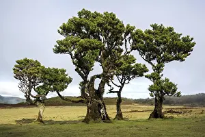 Laurel trees overgrown with moss and plants