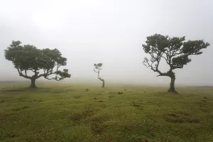 Laurel trees overgrown with moss and plants in the mist