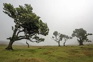 Laurel trees overgrown with moss and plants in the mist