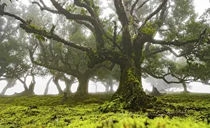 Laurel trees overgrown with moss and plants in the mist