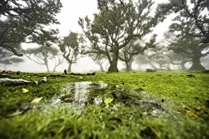 Laurel trees overgrown with moss and plants in the mist