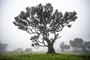 Laurel trees overgrown with moss and plants in the mist