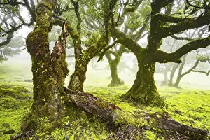 Category Forests Prints: Laurel trees overgrown with moss and plants in the mist