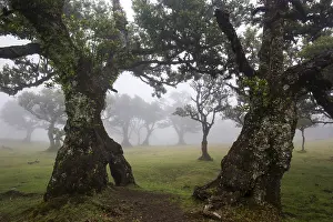 Laurel trees overgrown with moss and plants in the mist