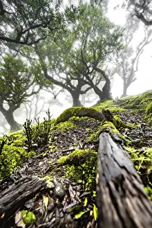 Laurel trees overgrown with moss and plants in the mist