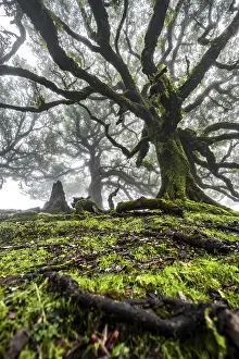 Laurel trees overgrown with moss and plants in the mist