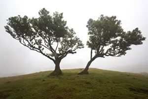 Laurel trees overgrown with moss and plants in the mist