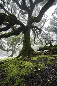 Laurel trees overgrown with moss and plants in the mist