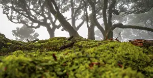 Laurel trees overgrown with moss and plants in the mist