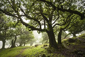 Laurel trees overgrown with moss and plants in the mist