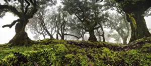 Laurel trees overgrown with moss and plants in the mist