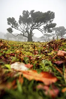 Laurel trees overgrown with moss and plants in the mist