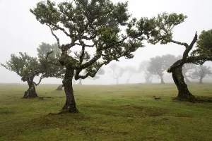 Laurel trees overgrown with moss and plants in the mist