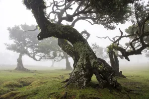 Laurel trees overgrown with moss and plants in the mist