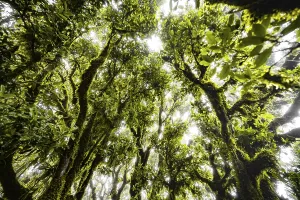 Laurel trees overgrown with moss and plants in the mist