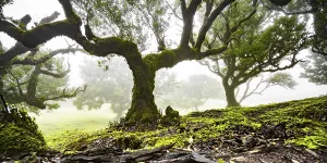 Laurel trees overgrown with moss and plants in the mist