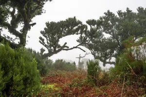 Laurel trees overgrown with moss and plants in the mist