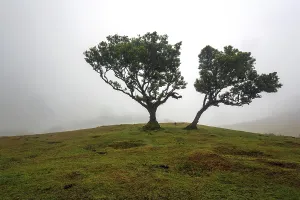 Laurel trees overgrown with moss and plants in the mist