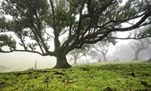 Laurel trees overgrown with moss and plants in the mist