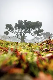 Laurel trees overgrown with moss and plants in the mist