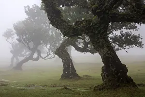 Laurel trees overgrown with moss and plants in the mist