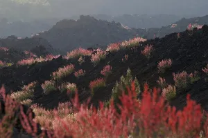 Category Mountain Landscapes Prints: Lava fields, Mount Etna, Southern Italy, Europe
