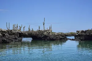 Lava formation Los Tuneles, Galapagos columnar cactus