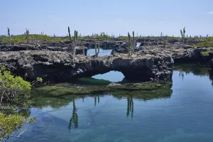 Lava formation Los Tuneles, Galapagos columnar cactus