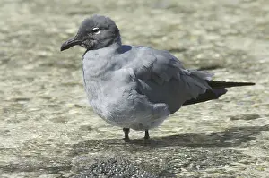 Lava Gull (Larus fuliginosus), adult female