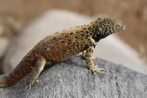 Lava Lizard (Microlophus delanolis)