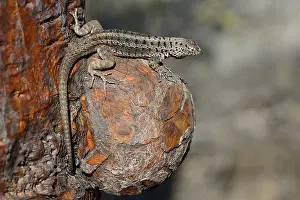 Lava lizard (Microlophus) sitting on the outgrowth of a Galapagos prickly pear
