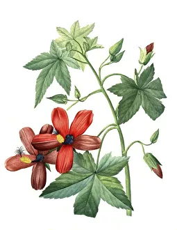 Lavatera phoenicea, Hisbiscus, Hibiscus