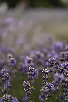 A lavender field in full bloom