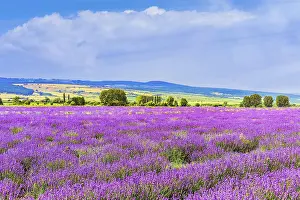 Lavender Field in Bulgaria Bulgaria
