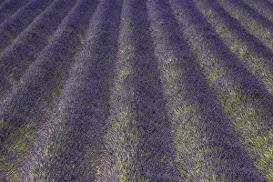 Lavender field, flowering true lavender (Lavandula angustifolia)