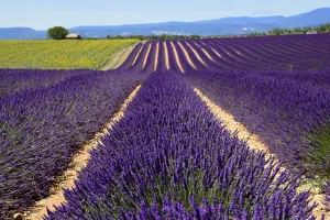 Lavender field stretches into the distance under a clear sky