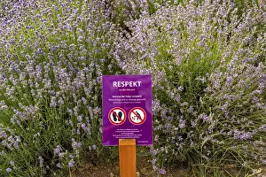 Lavender fields in East Westphalia Lippe