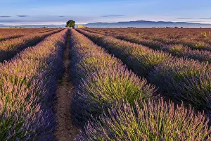 Framed Print : Lavender fields (Lavandula angustifolia) Framed Print : Lavender fields (Lavandula angustifolia)