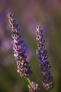 Lavender (Lavandula angustifolia)