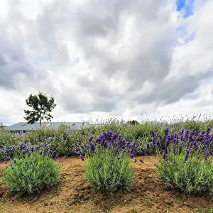 Lavender (Lavandula), lavender field on a farm