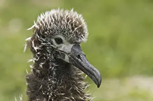 Laysan Albatross (Phoebastria immutabilis)
